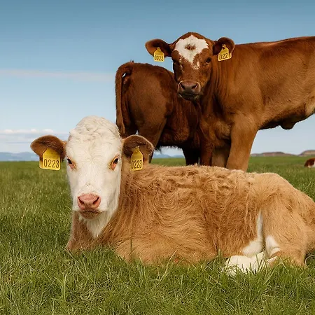 Family-friendly With Pier - To Bergen - 40 Min Holiday home